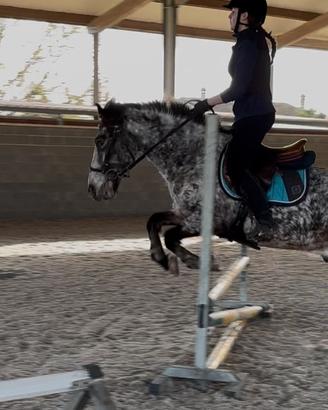 Pony 10 anni, h140