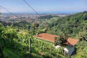 Casa vigneto oliveto frutteto