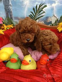 Red e Toby Cuccioli Barboncino Colore Rosso