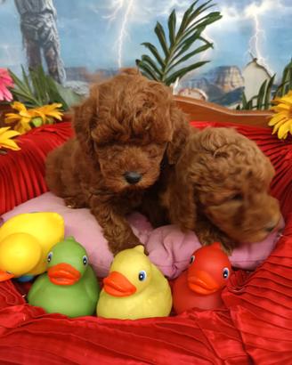 Red e Toby Cuccioli Barboncino Colore Rosso