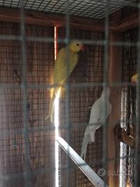Parrocchetti dal collare pallid