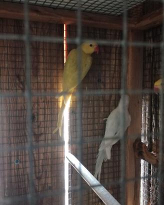Parrocchetti dal collare pallid