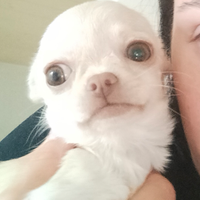 Chihuahua mini