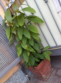 QUATTRO PIANTE DI AVOCADO