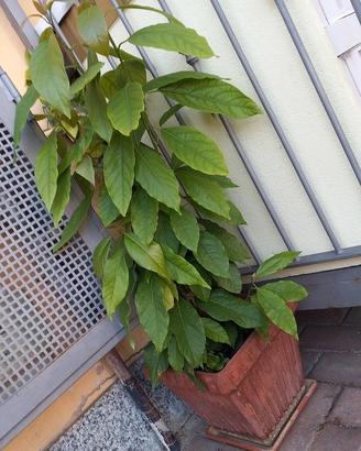 QUATTRO PIANTE DI AVOCADO