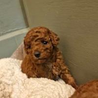 Cuccioli di barboncini mini toy