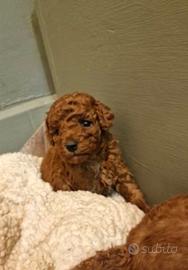 Cuccioli di barboncini mini toy