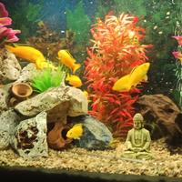 Ciclidi Labidocthomis Caerulus