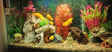 Ciclidi Labidocthomis Caerulus