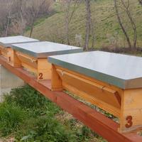 Famiglia Api su Telaini TOP BAR