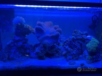 Rocce vive alcune con Rhodactis indosinensis