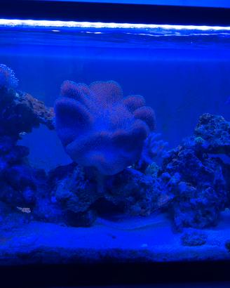 Rocce vive alcune con Rhodactis indosinensis