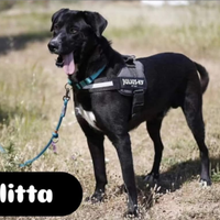 Olitta taglia media in adozione