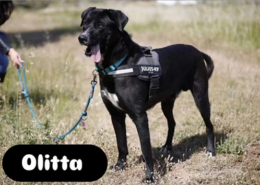 Olitta taglia media in adozione