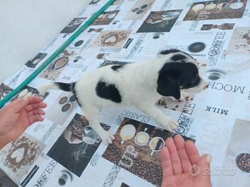 Jack Russell