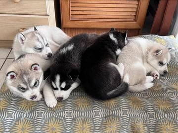 Cuccioli siberian husky
