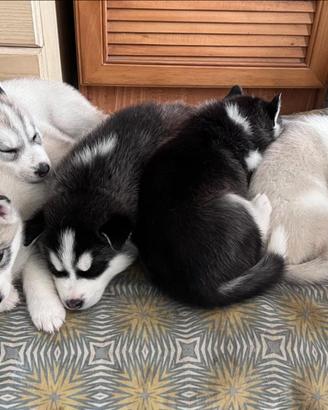 Cuccioli siberian husky