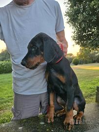 Dobermann alta genealogia