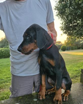 Dobermann alta genealogia