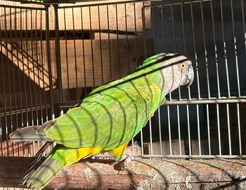 Pappagallo parrocchetto del Senegal