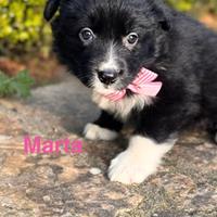 Mavi e Marta, cucciole simil border collie