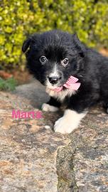 Mavi e Marta, cucciole simil border collie
