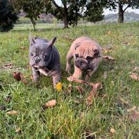 Cuccioli Bulldog Francesi