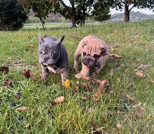 Cuccioli Bulldog Francesi