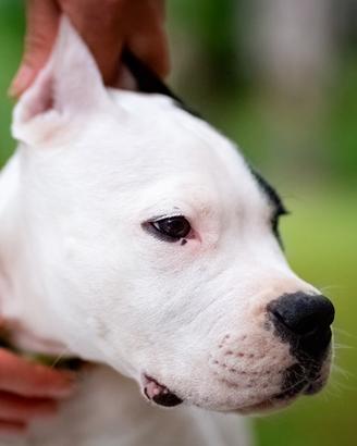 Cuccioli Dogo Argentino