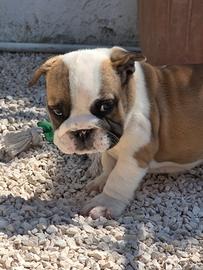 Bulldog inglese