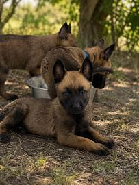 Cuccioli Pastore Belga Malinois Pedigree ENCI