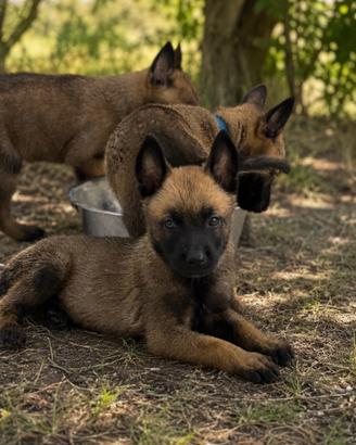 Cuccioli Pastore Belga Malinois Pedigree ENCI