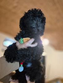 Ultimo maschietti maltipoo