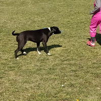 American staffordshire terrier