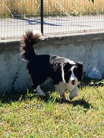 Border collie