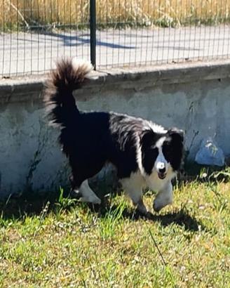 Border collie