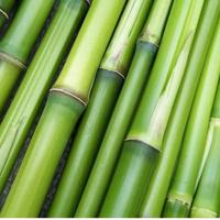 canne bambu