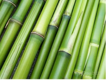 canne bambu