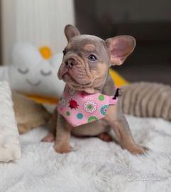 BULLDOG FRANCESE CUCCIOLE FEMMINE blu tan