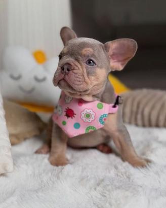 BULLDOG FRANCESE CUCCIOLE FEMMINE blu tan