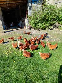 Galline ovaiole