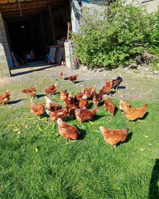 Galline ovaiole