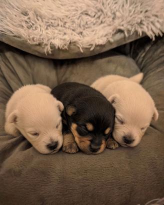 Spitz pomerania nano tedesco cuccioli