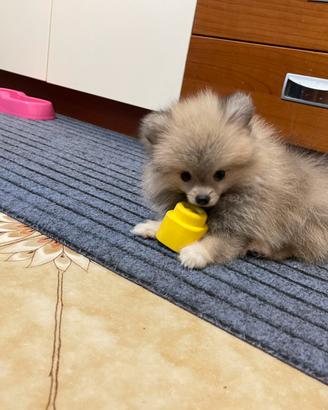 Maschietto spitz di pomerania