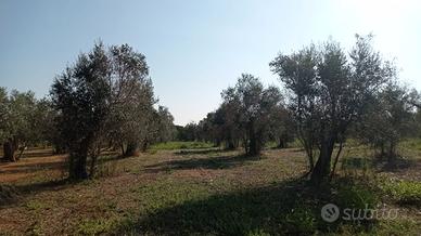 Terreno in agro di Cutrofiano fondo "metallo"