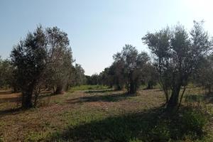 Terreno in agro di Cutrofiano fondo "metallo"