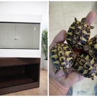 Tartarugha di terra Hermannii+ Terrario+ Lampada