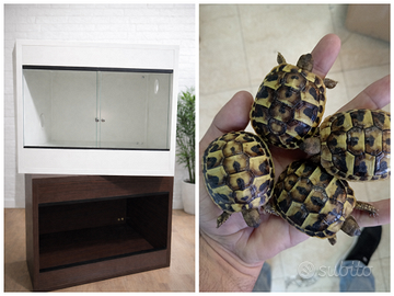 Tartarugha di terra Hermannii+ Terrario+ Lampada