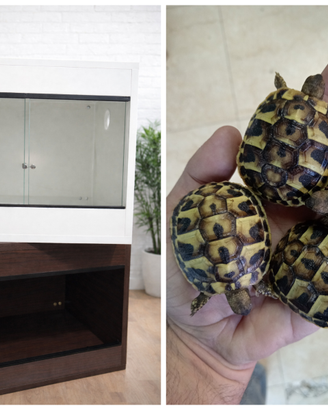 Tartarugha di terra Hermannii+ Terrario+ Lampada