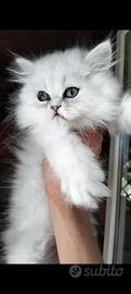 Persiano chinchilla